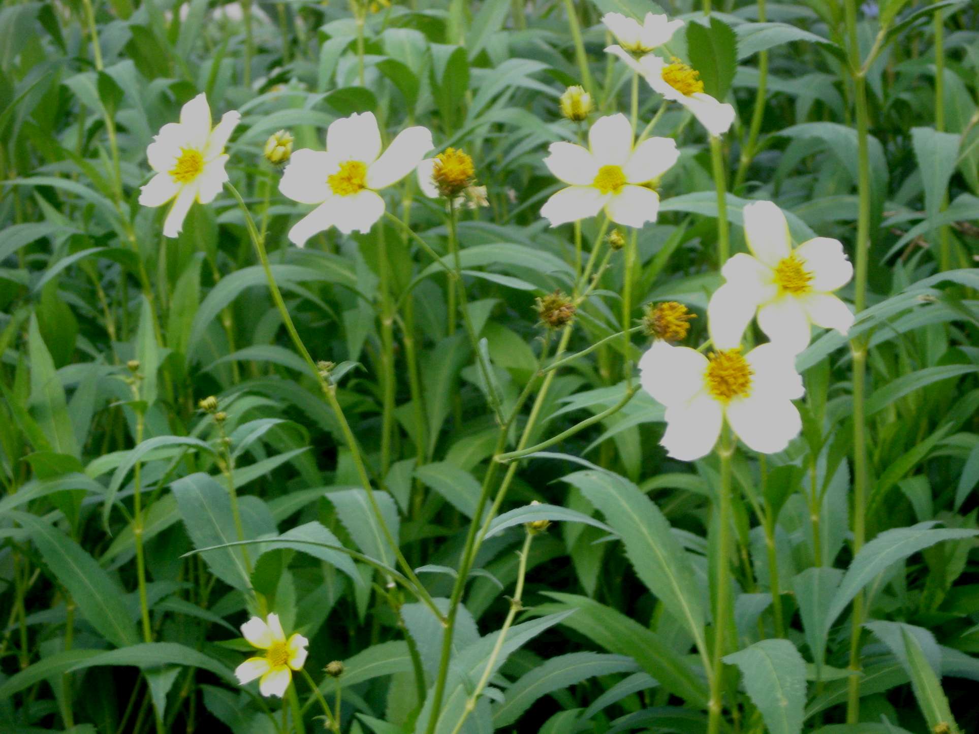 Bidens aurea / Forbicina lineare